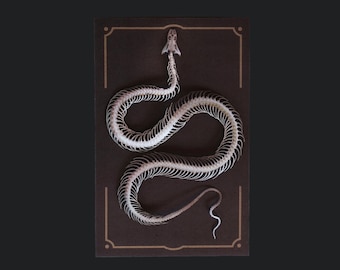 Squelette de serpent en papier, papier recto-verso réaliste, découpes laser - « Tentatrice » Wunderkammer - Reliques