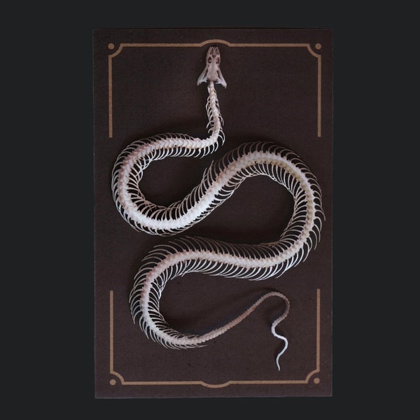 Squelette de serpent en papier, papier recto-verso réaliste, découpes laser - « Tentatrice » Wunderkammer - Reliques