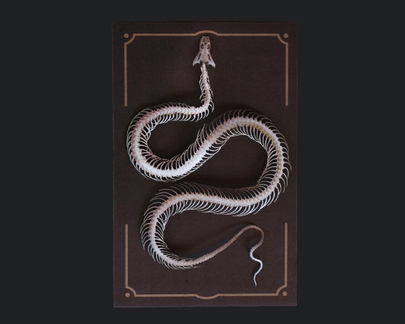 Paper Snake Skeleton, Realistic Double-sided Paper, Laser-cut Craft Cutouts Temptress Wunderkammer Relics image 1