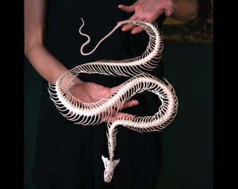 Riesiges Papierschlangen-Skelett für Halloween, realistische doppelseitige Papierschnitt-Handwerksausschnitte - riesiges chinesisches Wasserschlangen-Skelett-gruseliges Dekor
