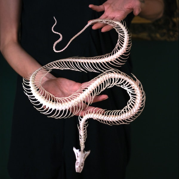 Esqueleto de serpiente de papel gigante para Halloween, recortes artesanales realistas de doble cara y cortados en papel - Decoración espeluznante de esqueleto de serpiente de agua china gigante