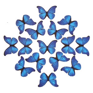 Grote blauwe morpho-papiervlinders, realistische dubbelzijdige print, vlinderdecoraties, in papier gesneden ambachtelijke uitsnijdingen - 15-delige set