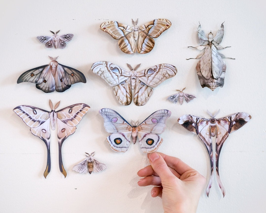 Realistic Paper Butterflies, Double-sided, Faux Butterfly Paper-cut Craft  Cutouts dawn Oak-leaf Butterfly and Blue Buckeye 3 Piece Set 