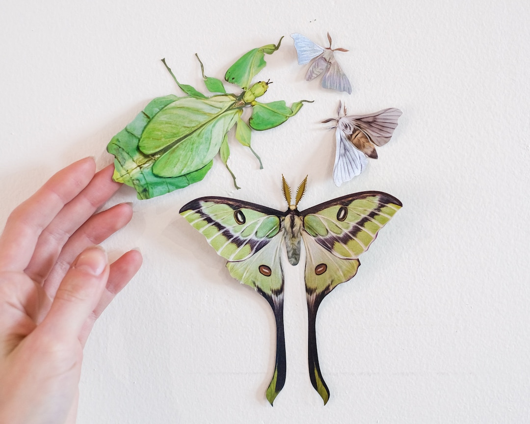 Realistic Paper Moth Doublesided Butterfly Papercut Craft Etsy