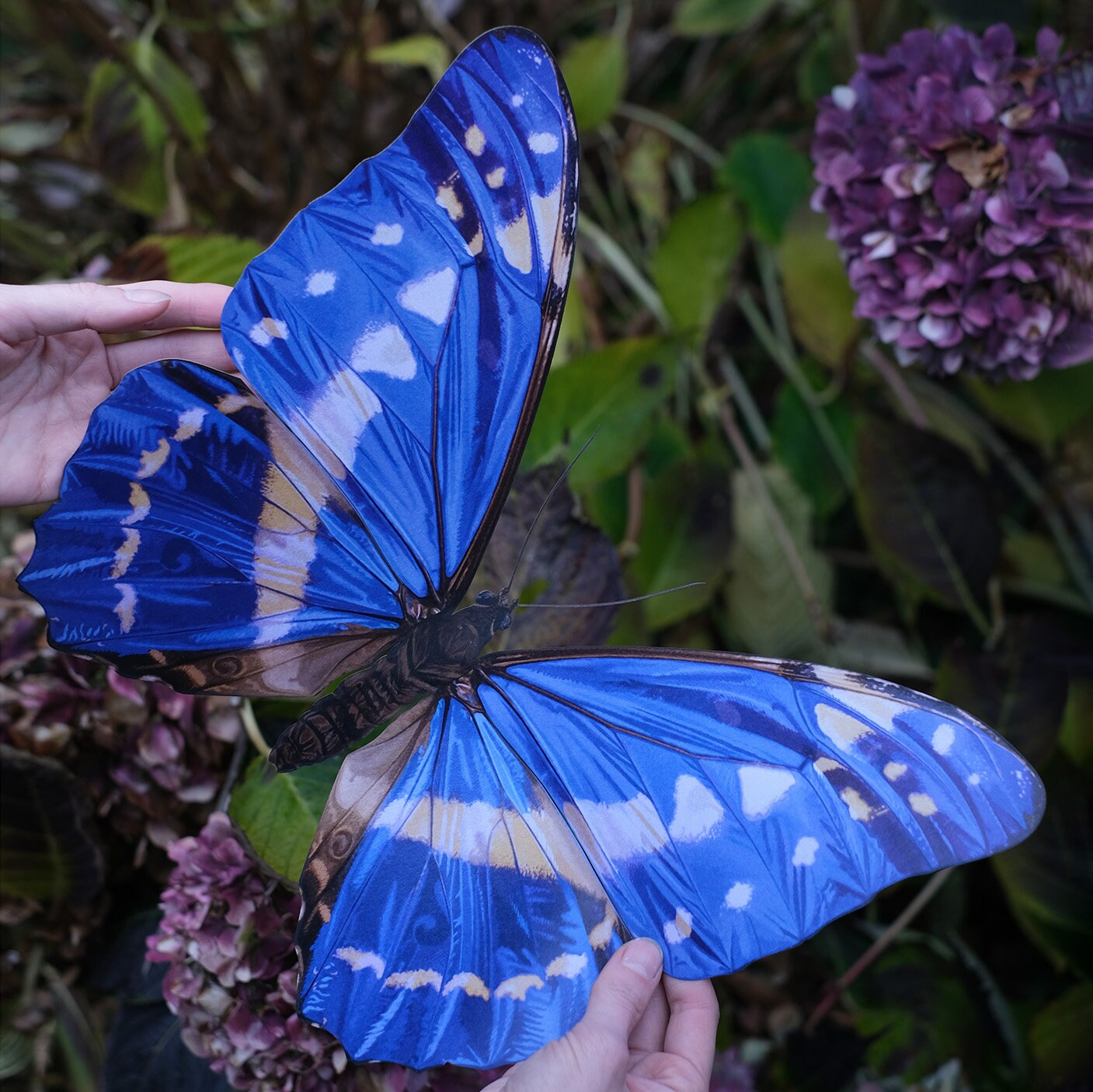 標本 Colombia Morpho cypris 105mm il_fullxfull.5634331614_5tg3.jpg