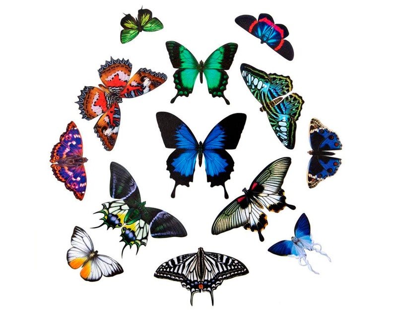 Realistic Paper Butterfly Double-Sided Laser Cut Craft Cutouts Jewels of the East 13 Piece Set image 2