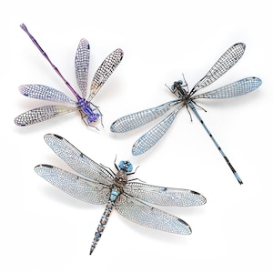 Realistic Paper Dragonfly, Damselfly, Double-sided, Paper-cut Craft Cutouts - "Aerial" Wunderkammer - Ornament II Dragonfly 3 Piece Set