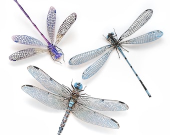 Realistic Paper Dragonfly, Damselfly, Double-sided, Paper-cut Craft Cutouts - "Aerial" Wunderkammer - Ornament II Dragonfly 3 Piece Set