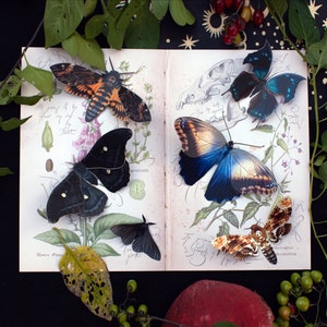 Halloween - Realistic Paper Moth, Double-Sided Paper Cut Craft Decoration “Dark Moon” 6 Piece Set