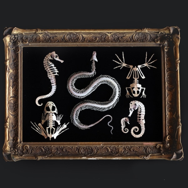 Animal Skeleton - Etsy