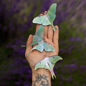 May include: Three paper luna moths in shades of green and blue rest on a hand. The moths have delicate wing patterns and long, flowing tails. The background is a soft, blurred purple, creating a whimsical and artistic composition.