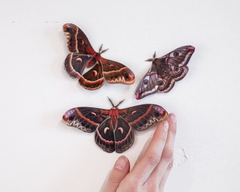 Earth-tone Realistic Paper Moth, Double-sided, Butterfly Paper-cut Decorations, Faux Moth Autumn Cecropia and Emperor Moth 3 Piece Set image 1