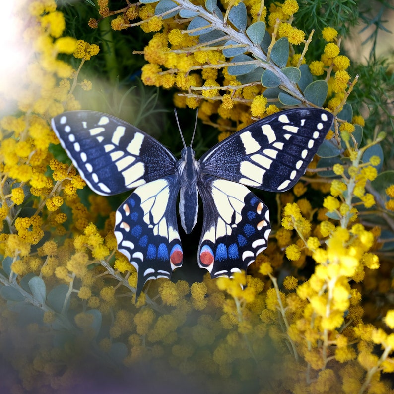 Realistic Paper Butterfly, Double-sided, Butterfly Paper-cut Craft Cutouts Apollo 3 Piece Set 画像 2