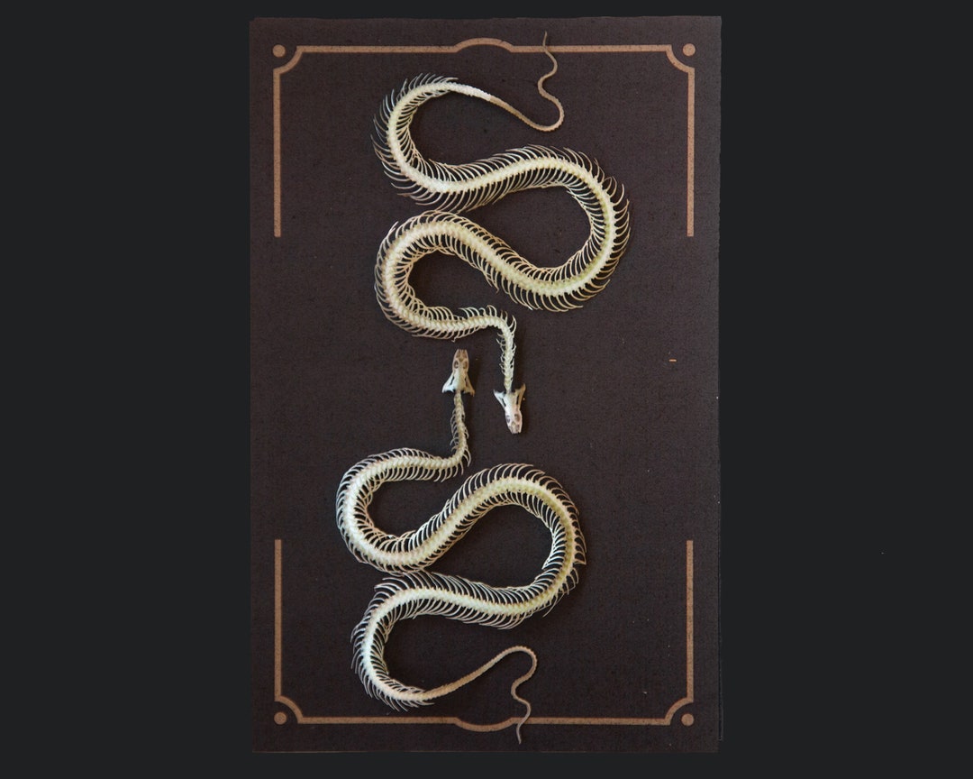 Paper Snake Skeleton, Realistic Double-sided Print, Paper-cut Craft ...