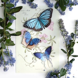 Realistic Paper Butterfly, Double-sided, Butterfly Paper-cut Craft Cutouts - "Lupine" - 3 Piece Set