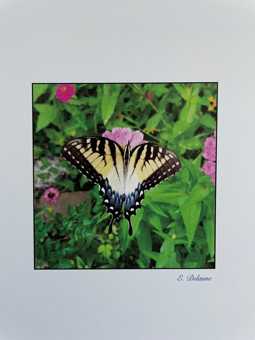 Swallowtail Butterfly Photo Cards - Etsy