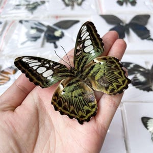 Può includere: Una farfalla verde e marrone con segni bianchi sulle ali è tenuta in una mano. Le ali della farfalla sono spiegate, mostrando motivi intricati. Altre farfalle sono visibili sullo sfondo, alcune in confezioni di plastica trasparente.