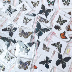 3-125 PCS Real Butterfly Specimens, Random Unfolded Butterflies, Mixed Species Tropical, Unmounted Dried Wings Unfolded Insect Art