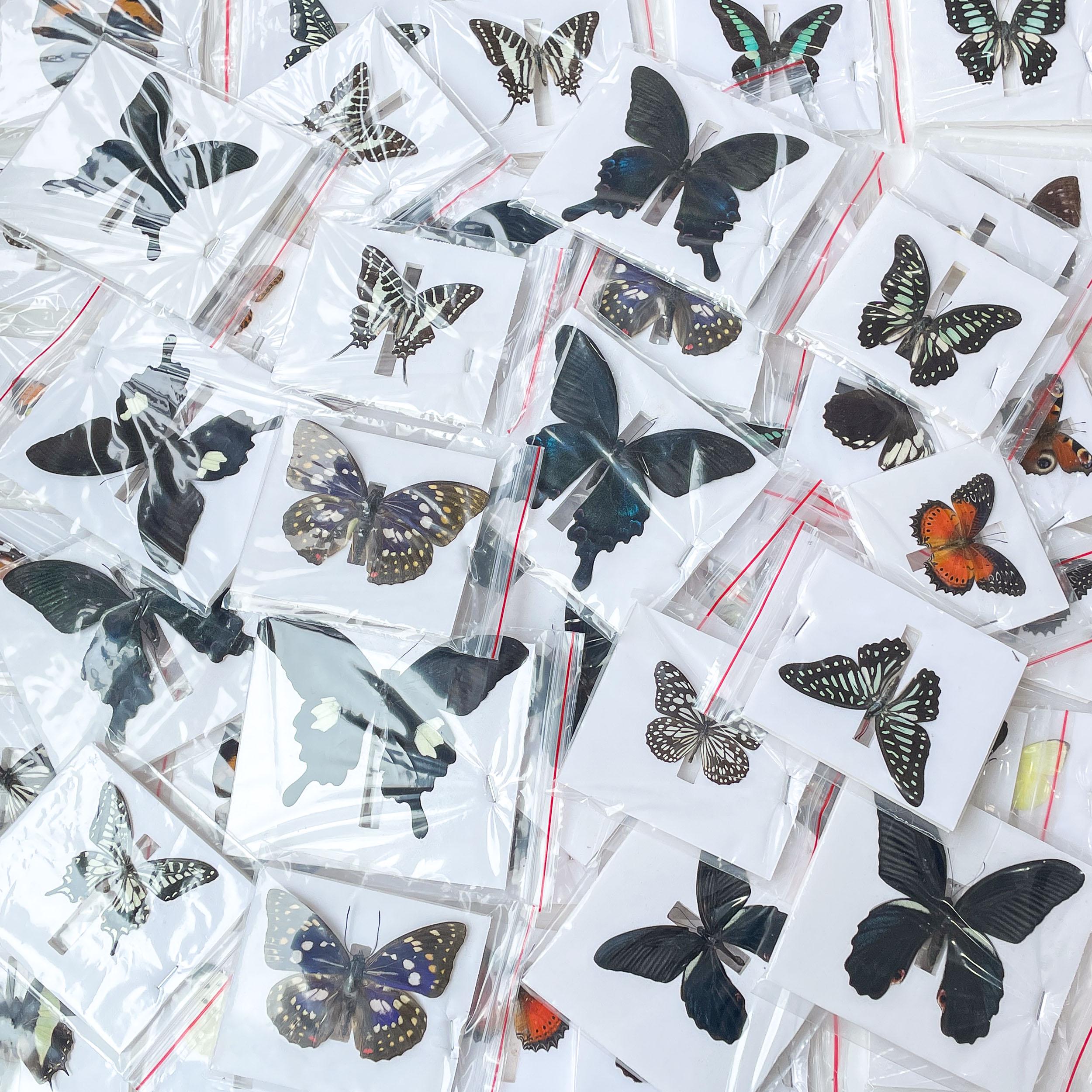 Butterfly specimen - Etsy 日本