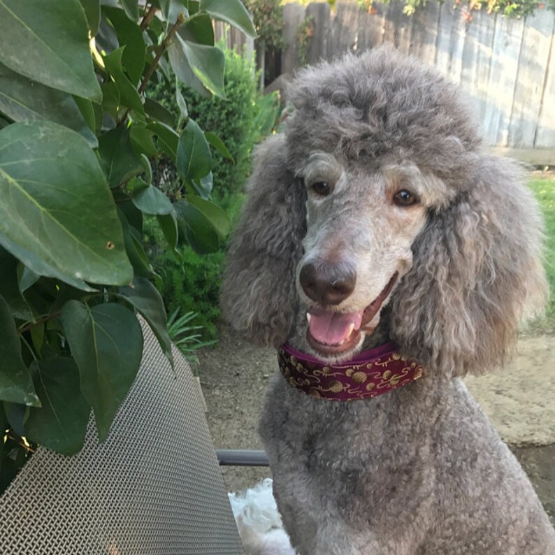 Fall Dog Collar & Leash Set in Rich Burgundy Silk. 3/4 inch Etsy