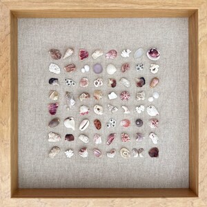 Könnte beinhalten: Eine gerahmte Sammlung verschiedener Muscheln, angeordnet auf einem neutralen Leinenhintergrund. Die Muscheln variieren in Größe, Form und Farbe, darunter Weiß-, Rosa-, Braun- und Lilatöne. Der Holzrahmen verleiht diesem Kunstwerk mit Küstenmotiv eine natürliche Note.