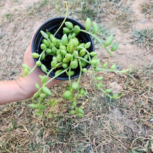String of Watermelons 4 inch pot