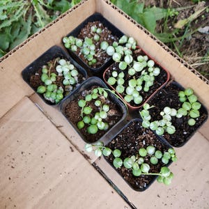 Variegated String Of Pearls 2 inch pot