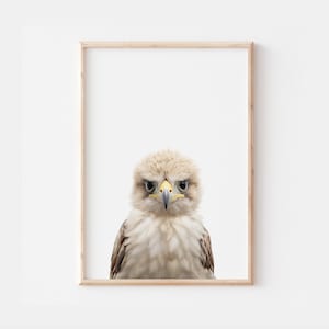 May include: A close-up portrait of a brown and white eagle with a yellow beak and dark eyes. The eagle is looking directly at the camera with a serious expression.