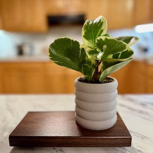 May include: A small potted plant with green and white variegated leaves sits on a dark brown wooden tray. The plant is in a white ceramic pot with a textured surface.