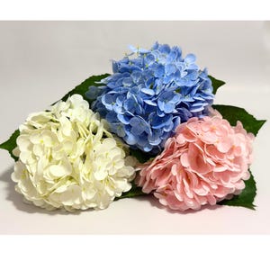 May include: Three hydrangea flower heads in shades of blue, pink, and white. The flowers have multiple layers of petals and are set on green leaves. The image is well-lit, showcasing the vibrant colors and textures of the flowers.