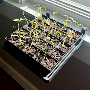 Windowsill Seed Starter Tray - No Grow Light Necessary – 5x5 Grid for Vegetable & Herb Starting | Available in 9 Colors | 8x8 Inches