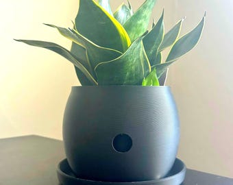 May include: A potted snake plant with green and yellow leaves in a black ceramic pot with a drainage hole. The pot is sitting on a black saucer.