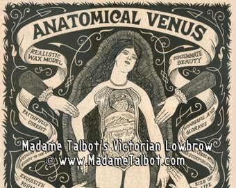 Madame Talbot's Victorian Lowbrow Anatomical Venus Glow in the Dark Poster