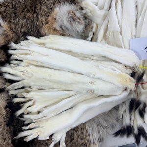 One tanned white weasel ermine