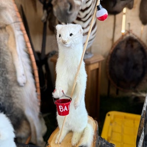 Fishing weasel