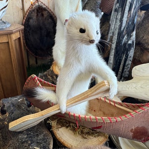 Canoeing  weasel