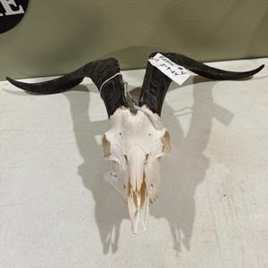 Goat skull