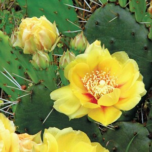 May include: A close-up of a prickly pear cactus with bright yellow flowers in bloom. The cactus has green pads and sharp spines.