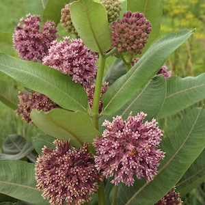 5 Common Milkweed seed pods. Help save the Monarch butterfly by planting milkweed!