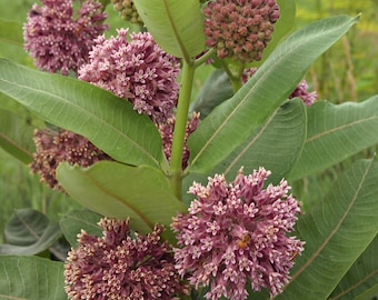 5 vainas de semillas de algodoncillo común. ¡Ayuda a salvar a la mariposa monarca plantando algodoncillo!