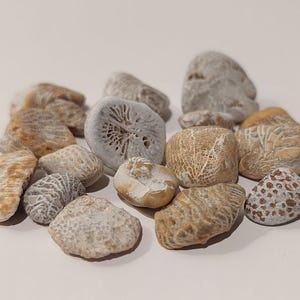 May include: A collection of fossilized coral in various shades of brown, white, and gray. The coral is smooth and has a delicate, intricate pattern.