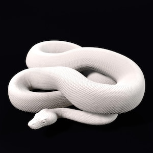 Può includere: Un serpente pitone albino bianco arrotolato a spirale su uno sfondo nero.