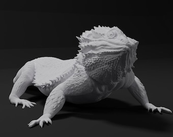 Dragón barbudo - Inclinación de cabeza hacia la izquierda - 40 cm