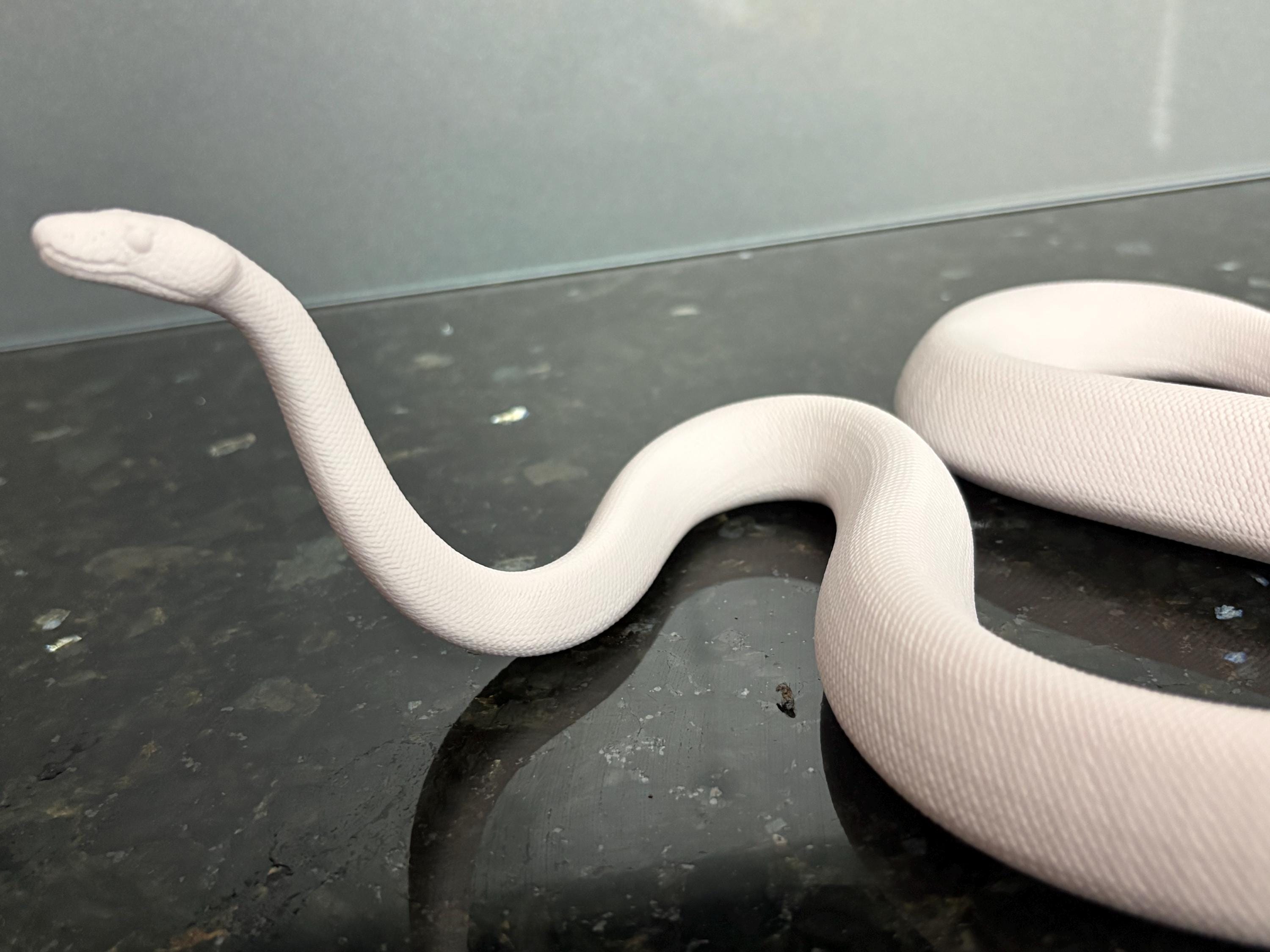 Ball Python 3D Printed Statue - Raised Head - 20cm Long - Etsy