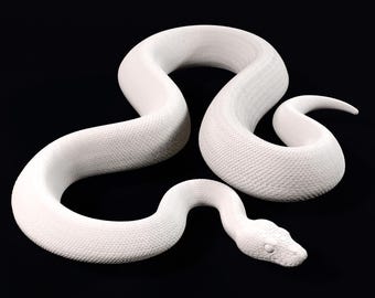 Ball python - Curved - 20cm