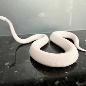 Königspython 3D gedruckte Statue - Erhöhter Kopf - 20 cm lang