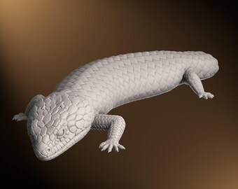 Shingleback - Postura de flexión ligera - 40 cm