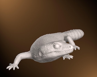 Gecko leopardo - Postura de giro