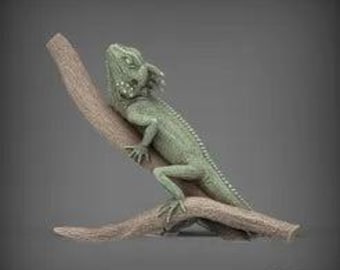 Boyd's forest dragon - On branch