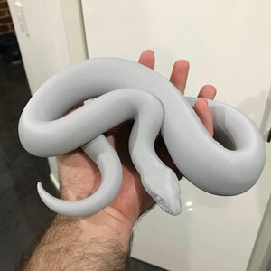 Woma python 3D printed statue - Steve's Statue exclusive model image 4